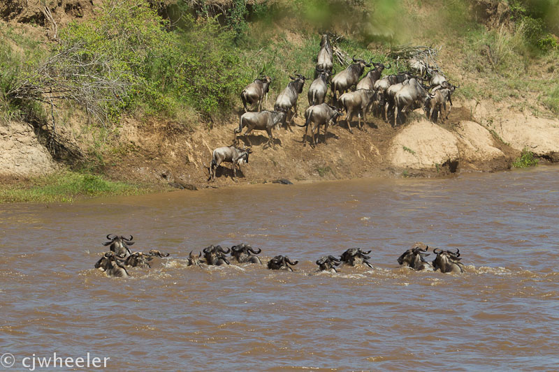 We did get to see a small crossing