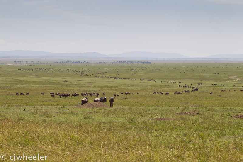 Wildebeest all over the plains