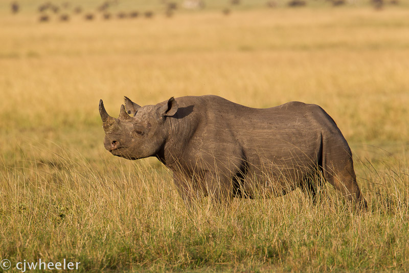 Rhino