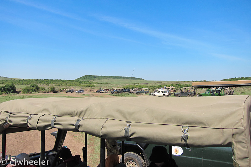 Many people waiting for a river crossing of zebras and wildebeest