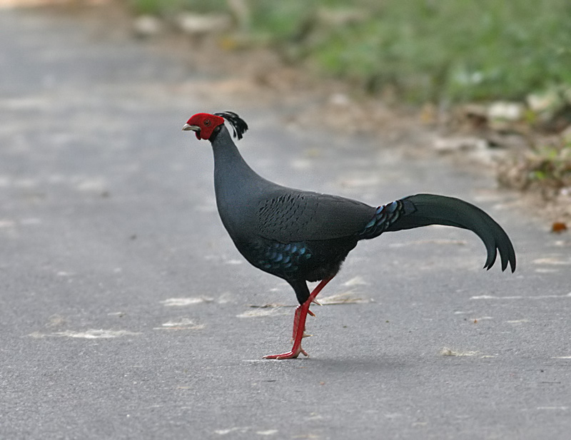 Siamese Fireback