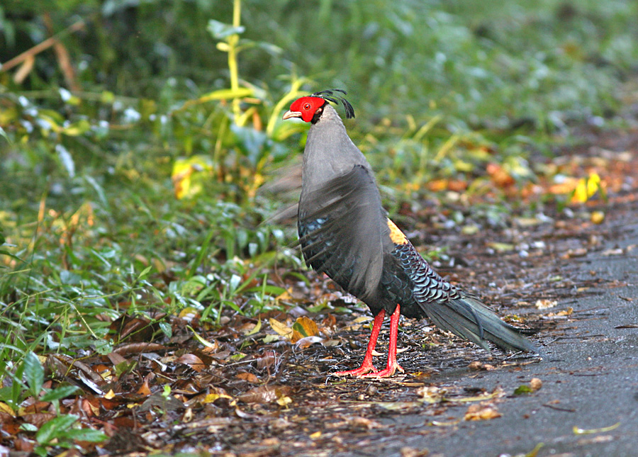 Siamese Fireback