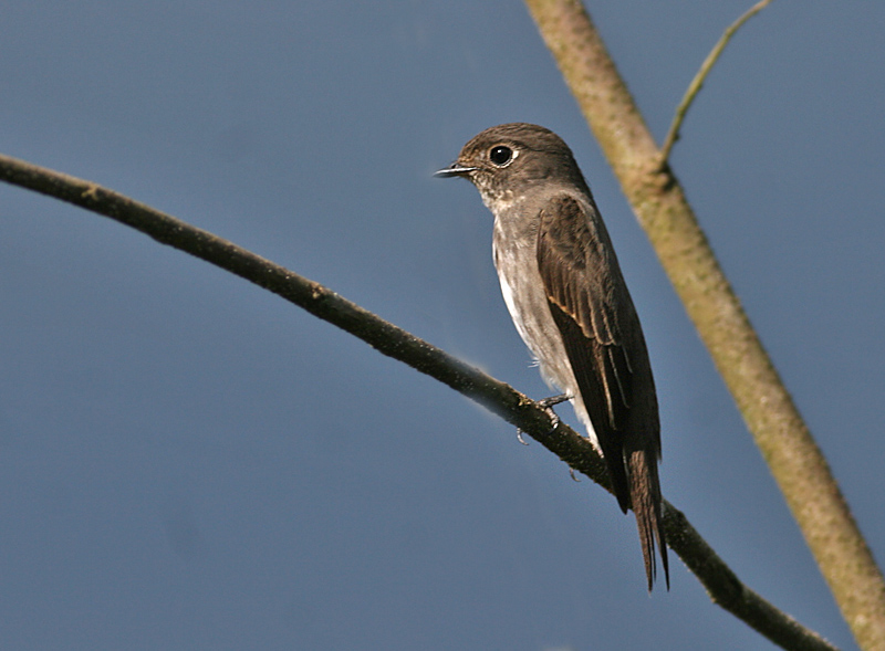 Dark-sided Flycatcher