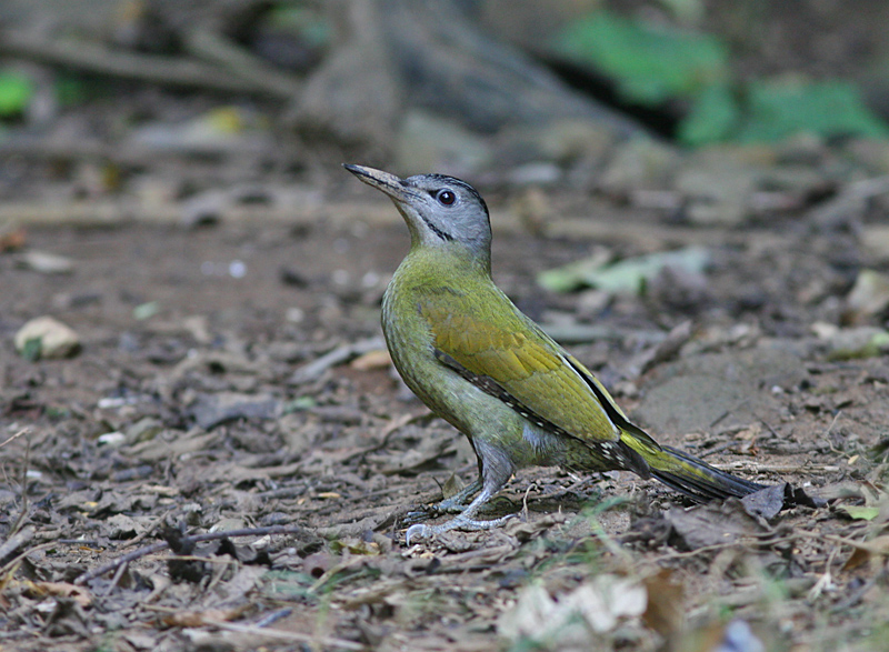 Grey-headed Woodpecker 