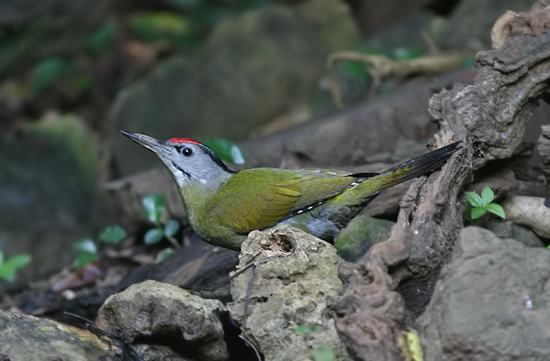 Grey-headed Woodpecker