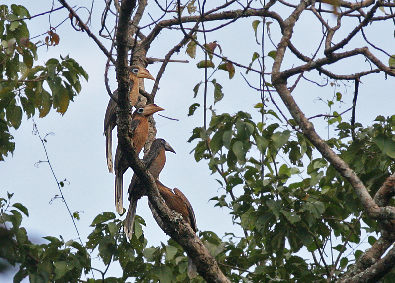 Rusty-cheeked Hornbill