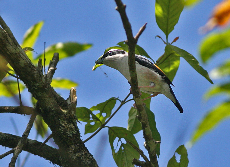 White-browed Shrike Babbler