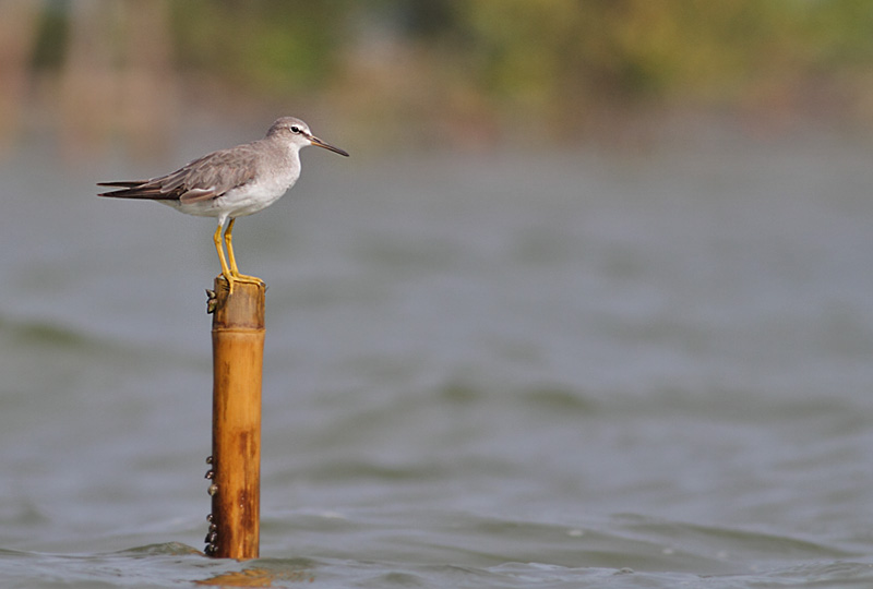 Grey-tailed Tattler