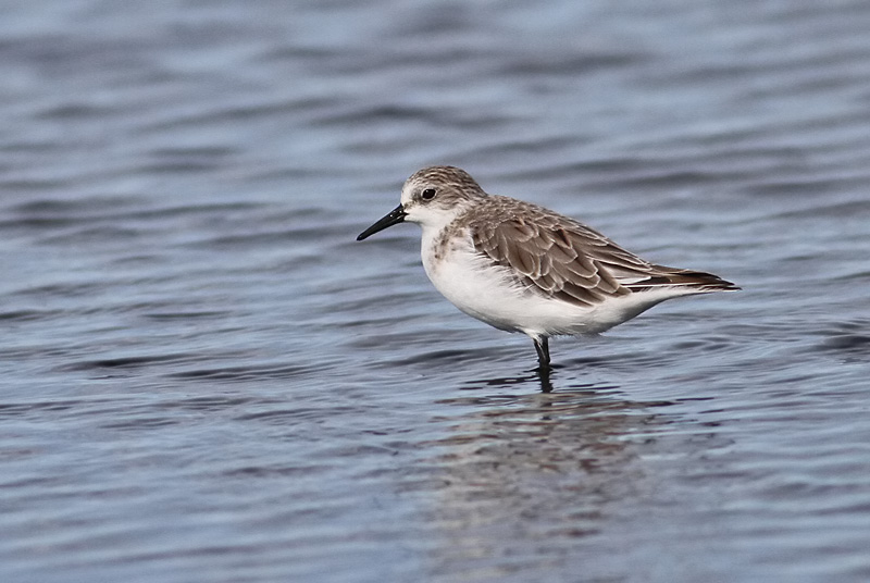 Red-necked Stint