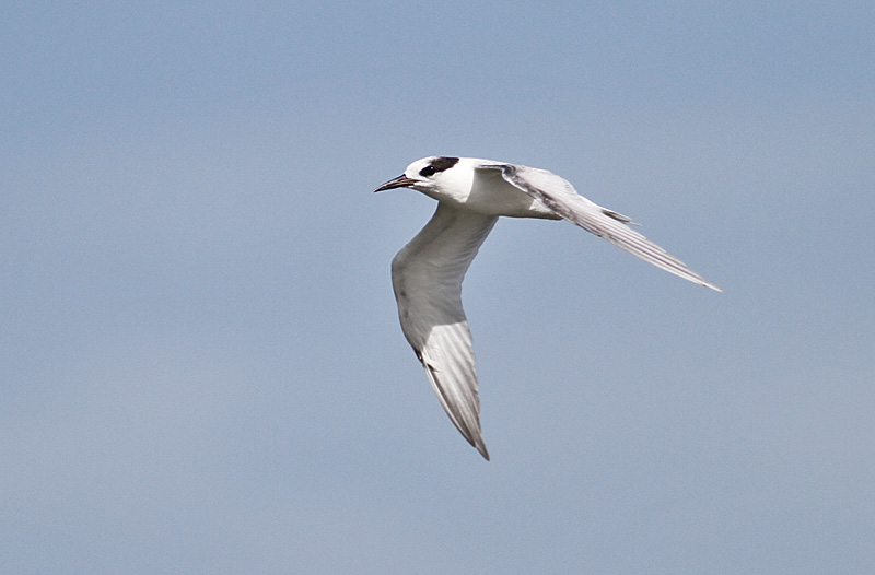 Whiskered Tern