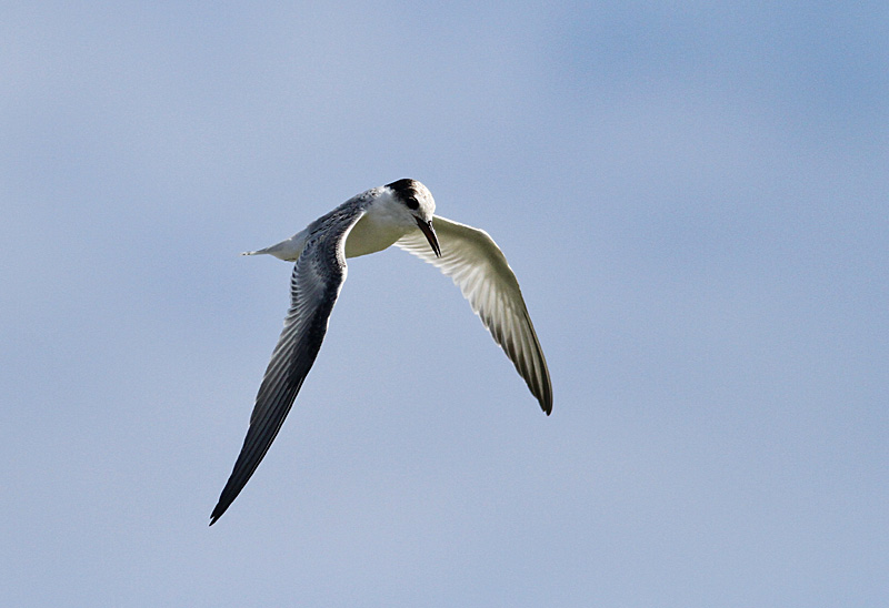 Whiskered Tern