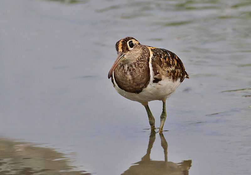 Greater Painted Snipe