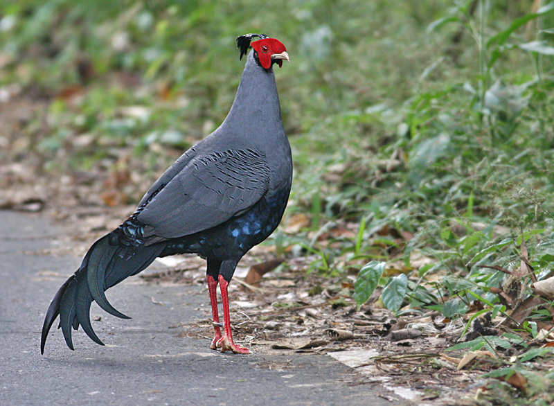 Siamese Fireback