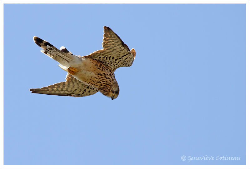 Faucon crcerelle / Falco tinnunculus