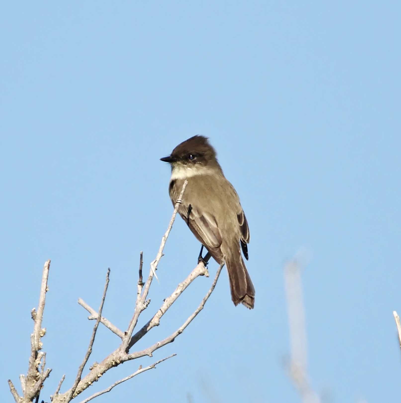 Eastern Phoebe_2526.jpg
