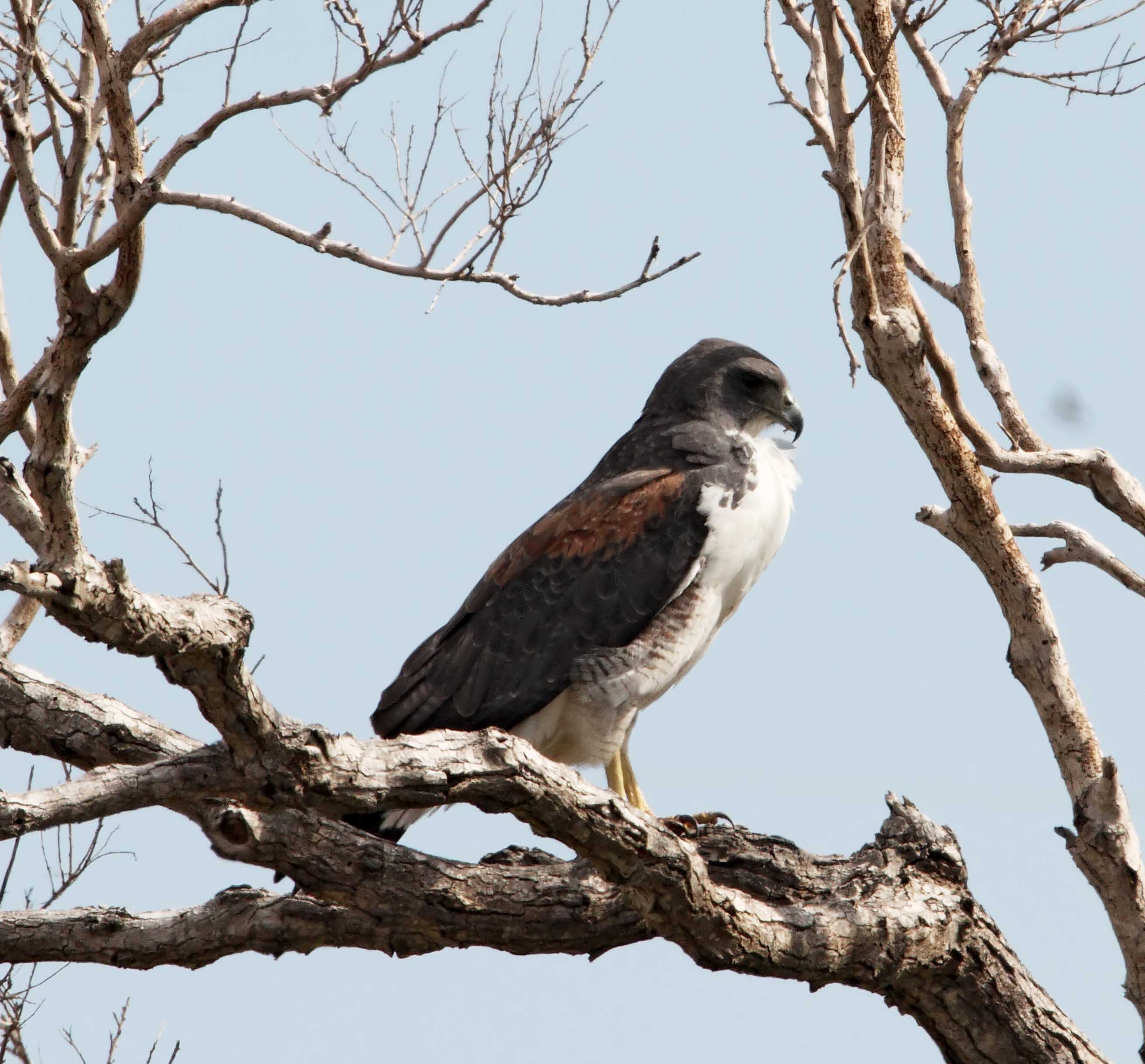 White-tailed Hawk - adult_2924.jpg