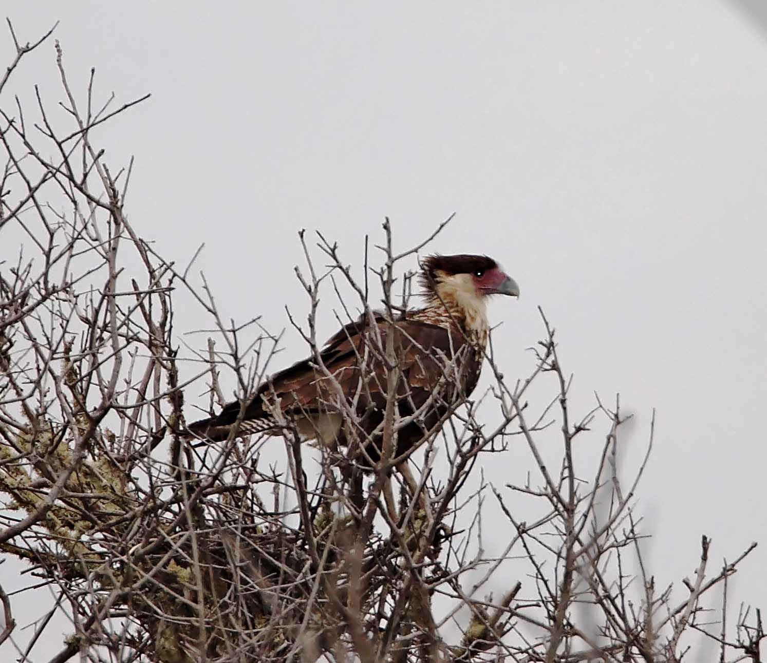 Northern Caracara - juvenile_2959.jpg