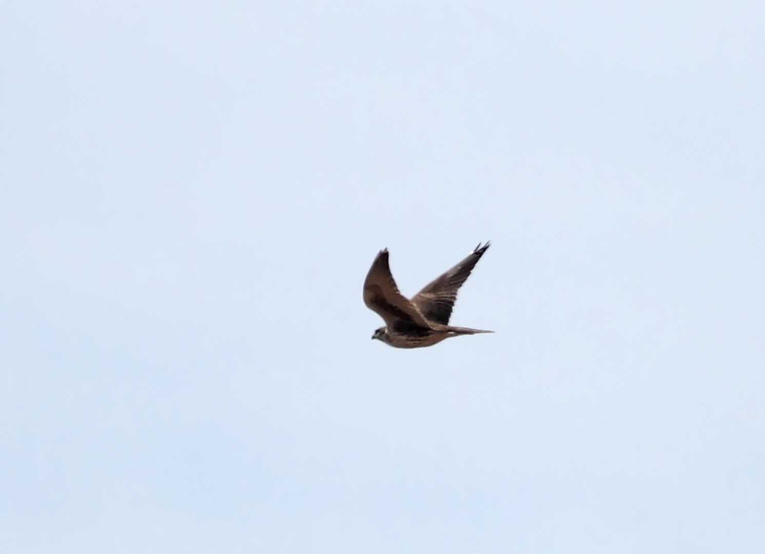 Prairie Falcon_3388.jpg
