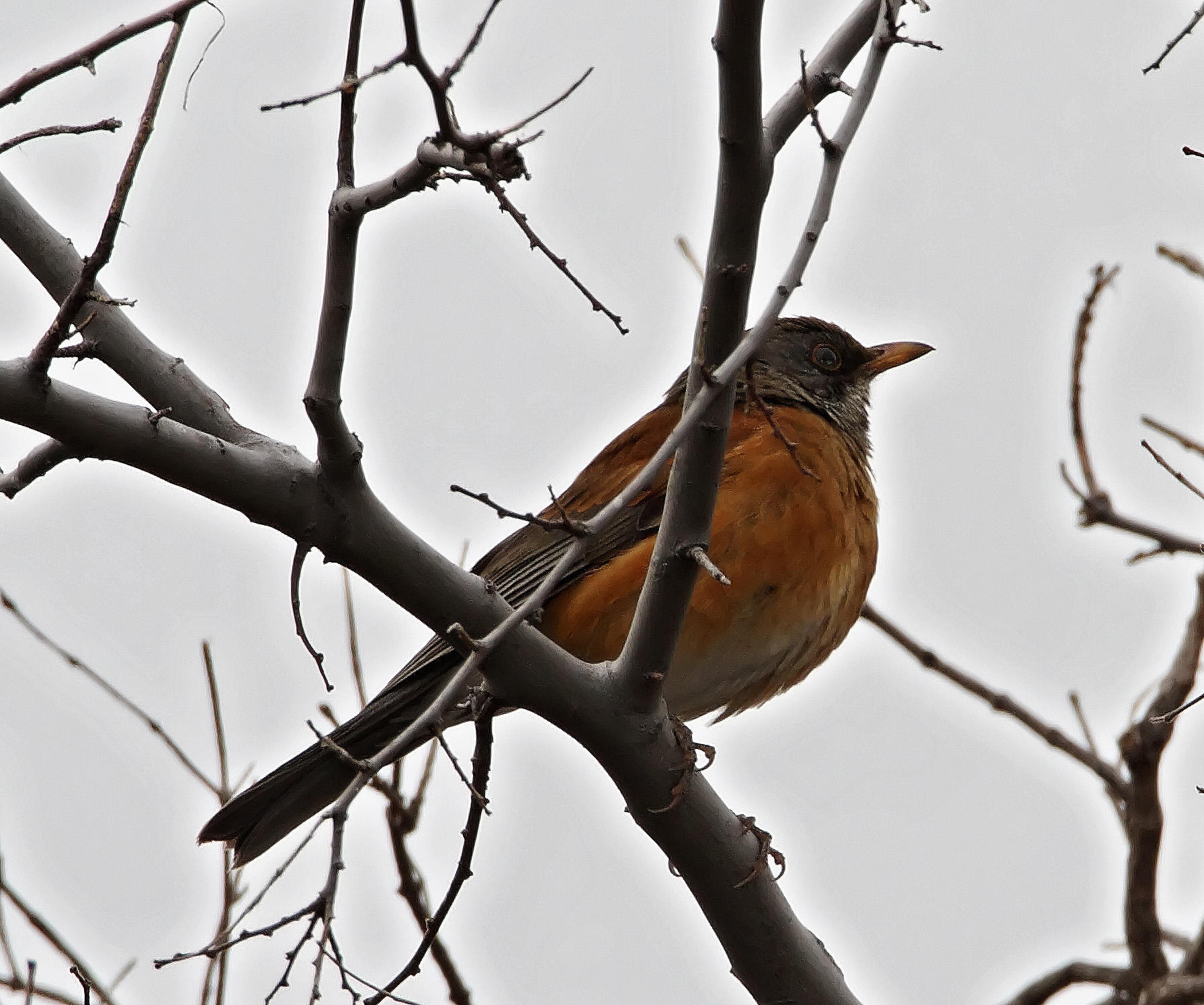 Rufous-backed Robin_3860.jpg