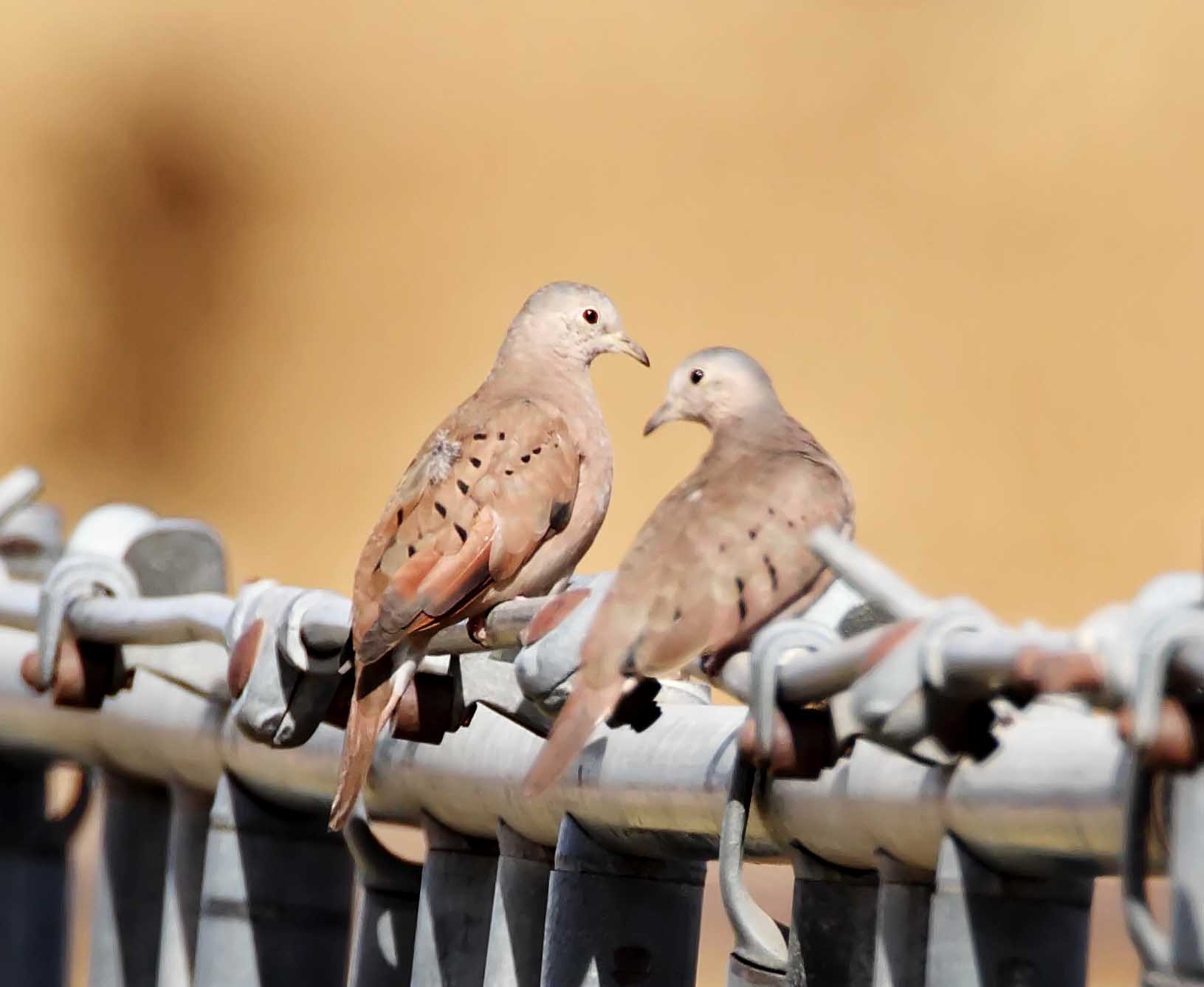 Ruddy Ground-Dove - pair_3608.jpg