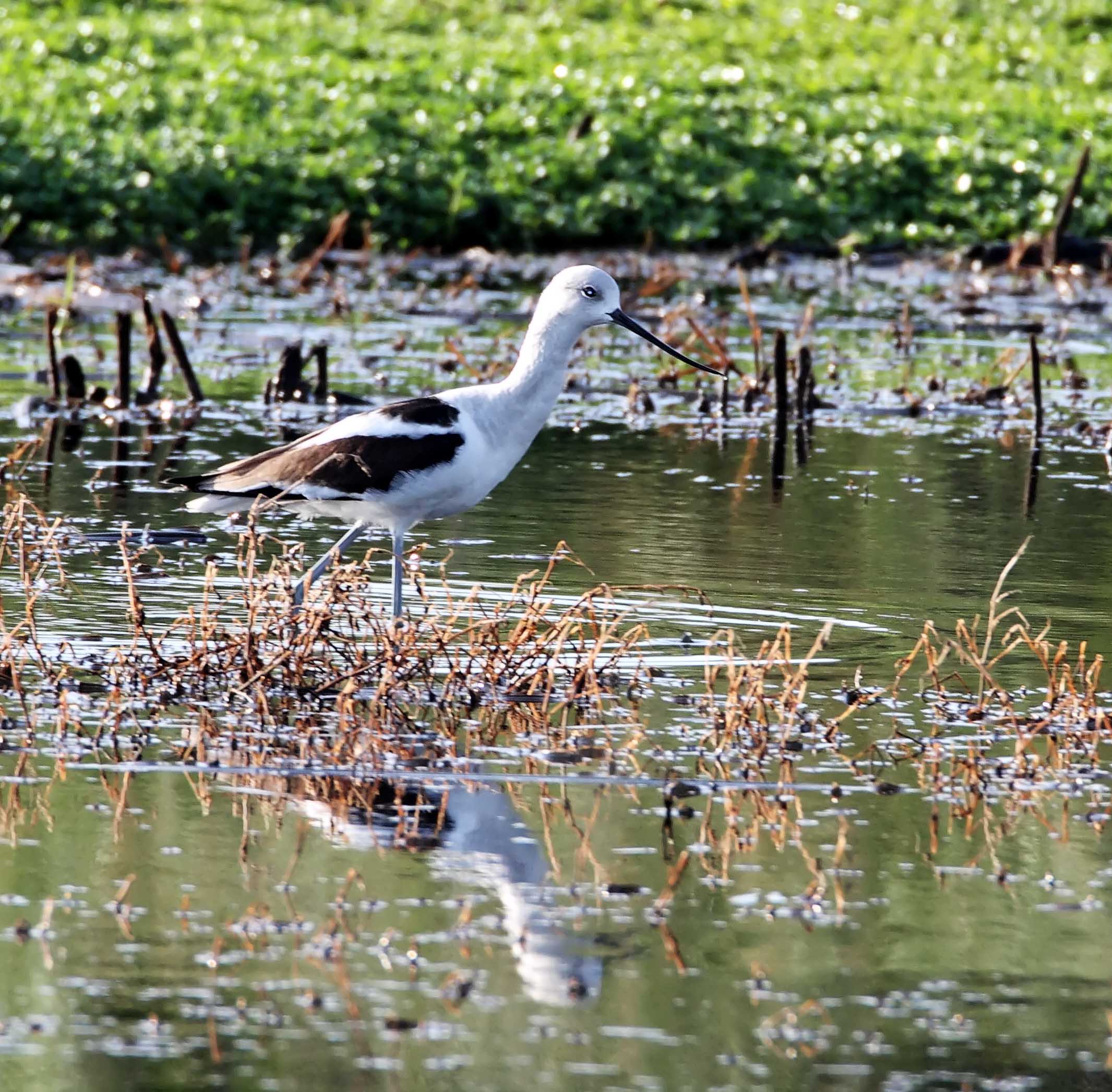 American Avocet - male non-breeding_4245.jpg