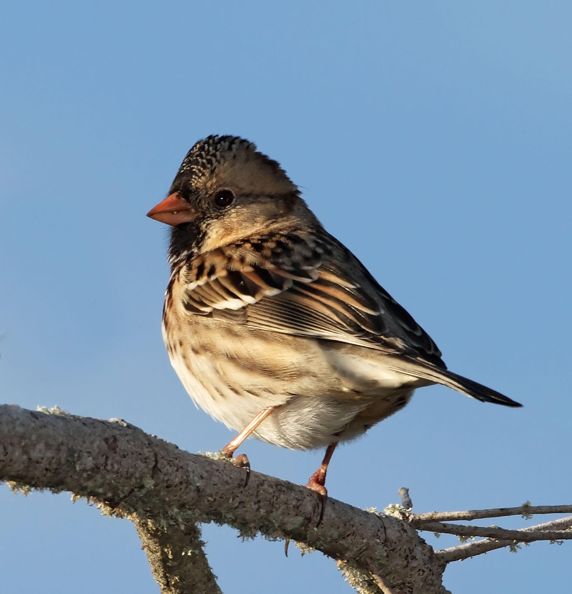 Harriss Sparrow - LaFittes Cove_4260.jpg