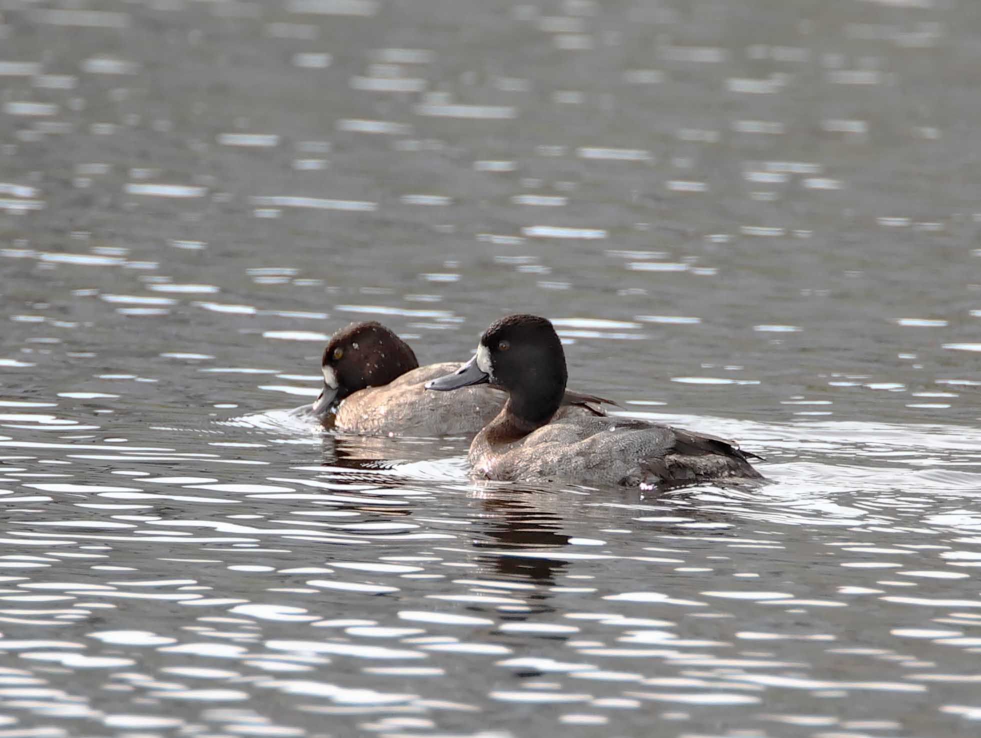 Lesser Scaup_4324.jpg
