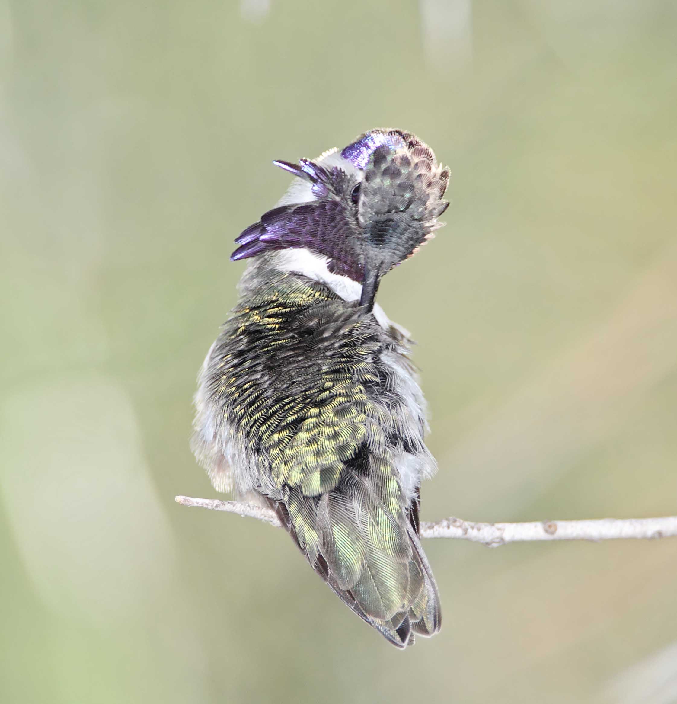 Costas Hummingbird  - male_3960.jpg