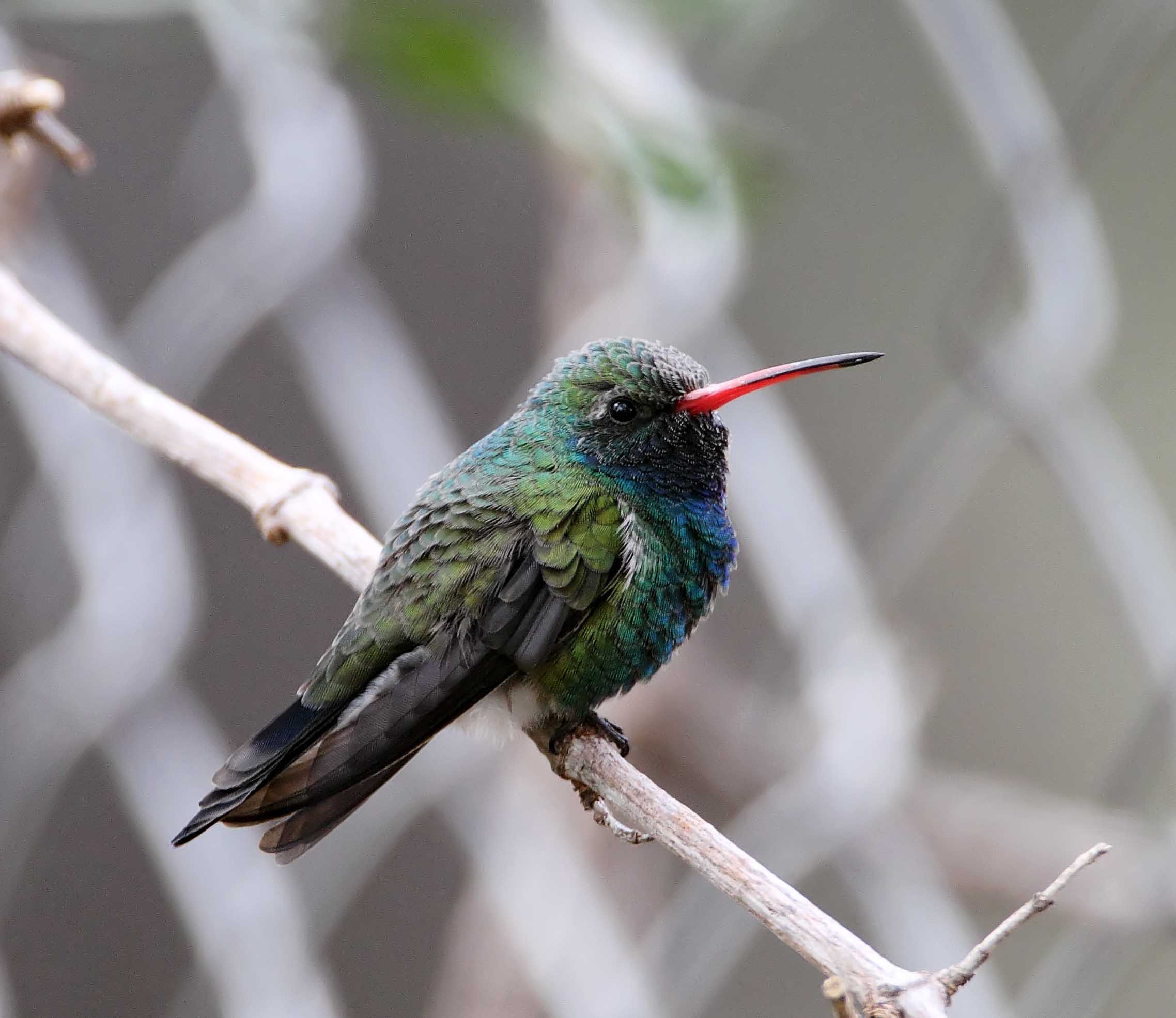 Broad-billed Hummingbird_3845.jpg
