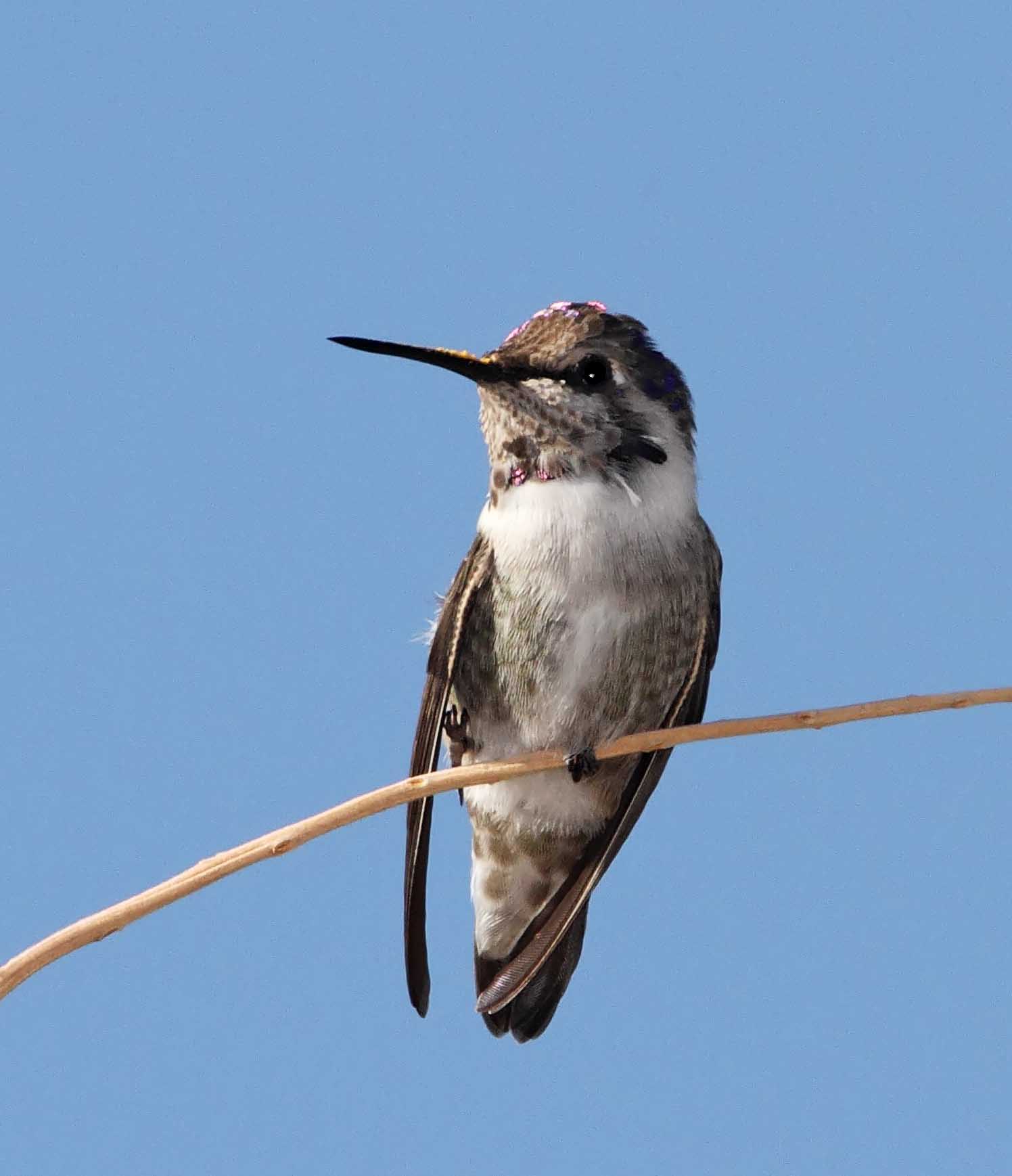 Annas Hummingbird - juvenile male_4065.jpg