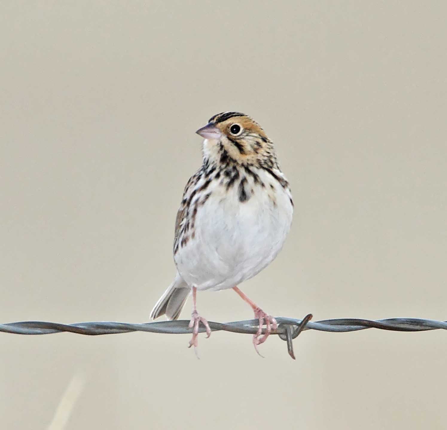 Savannah Sparrow_3738.jpg