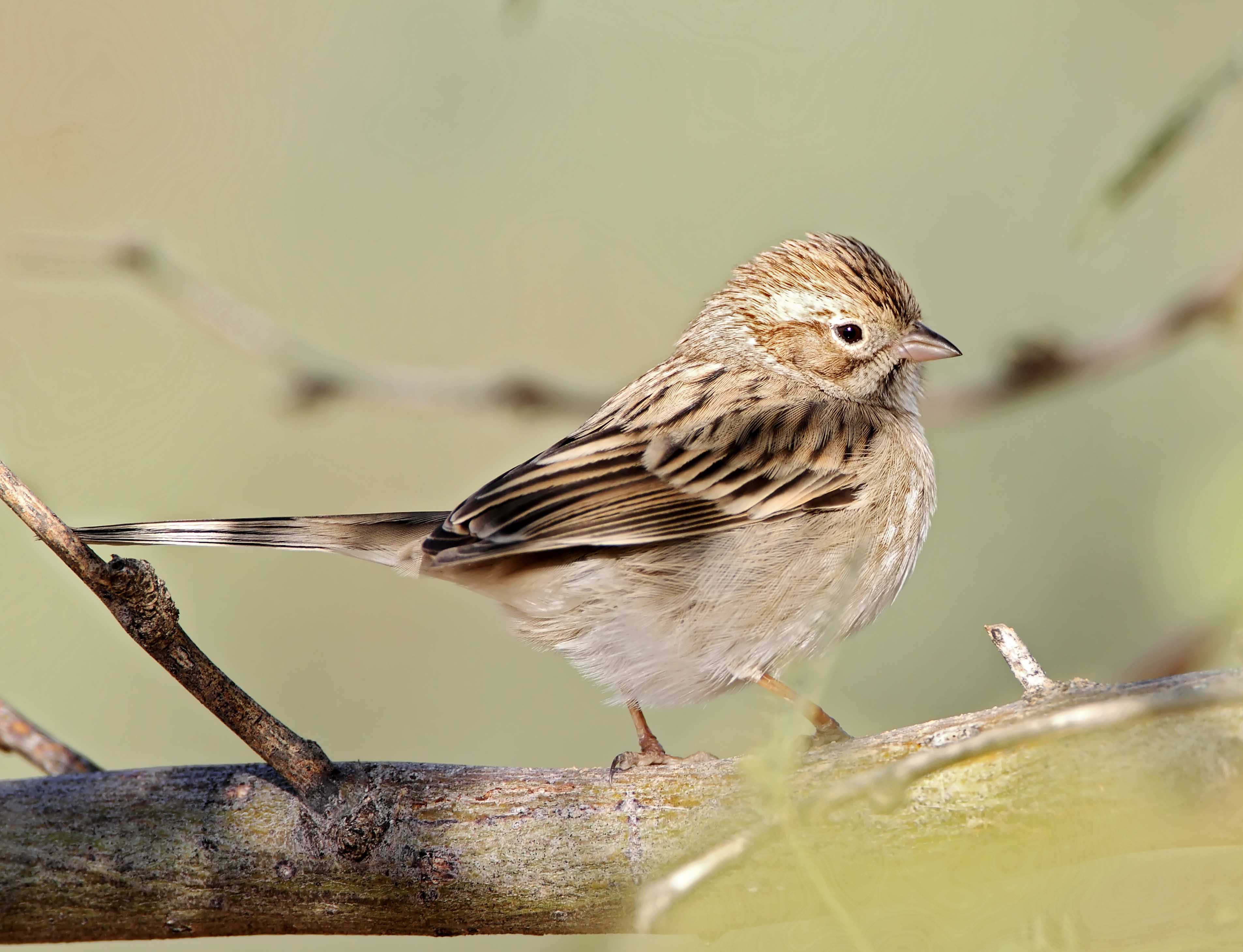Brewers Sparrow_3268.jpg