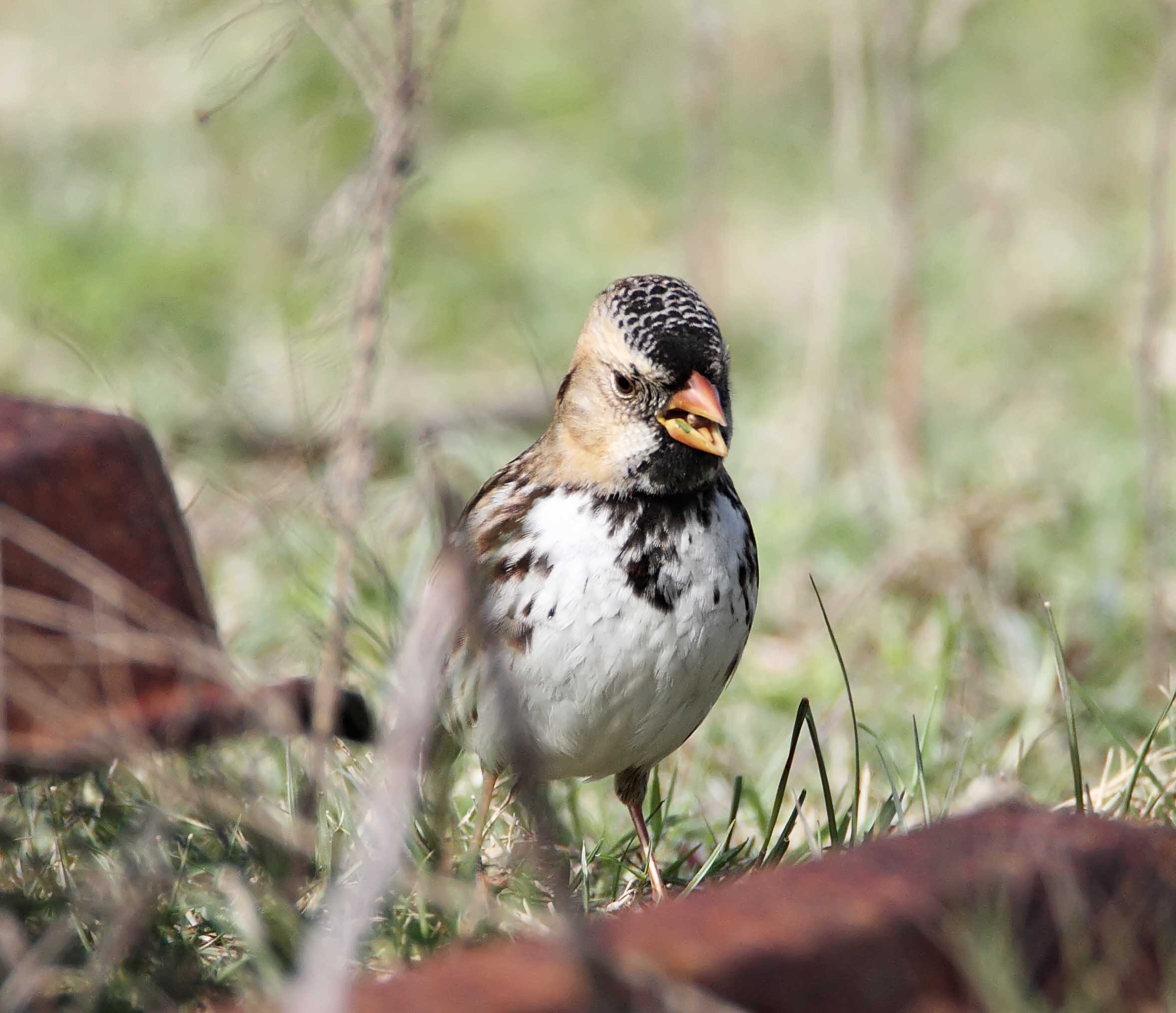 Harriss Sparrow_4390.jpg
