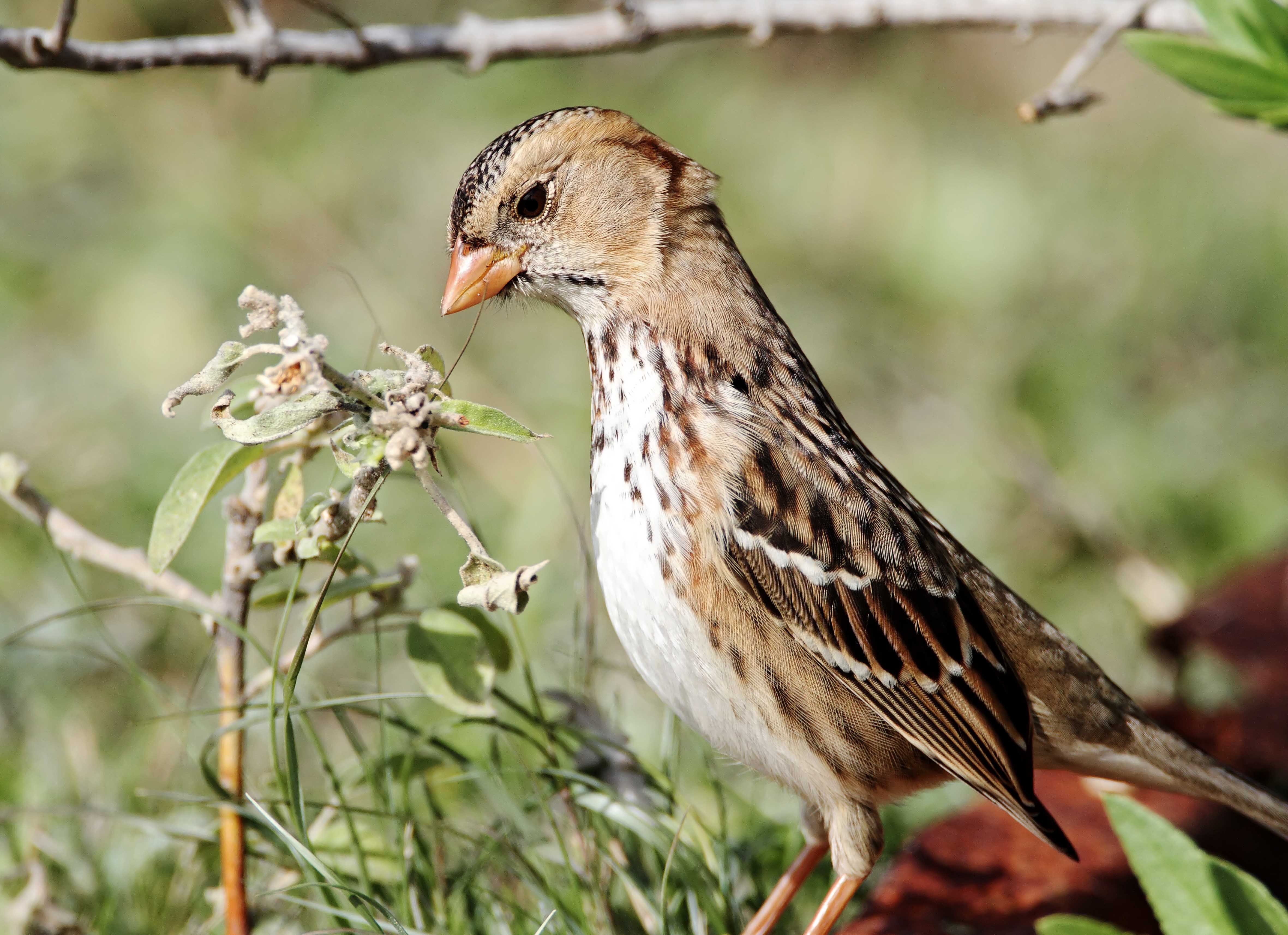 Harriss Sparrow_4430 copy.jpg