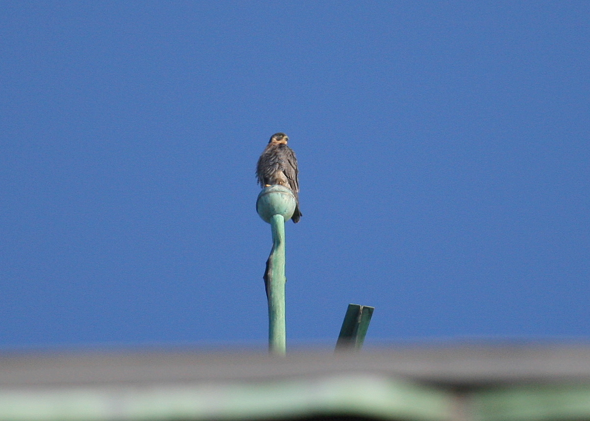 Peregrine: on weathervane top bulb facing west/looking southeast