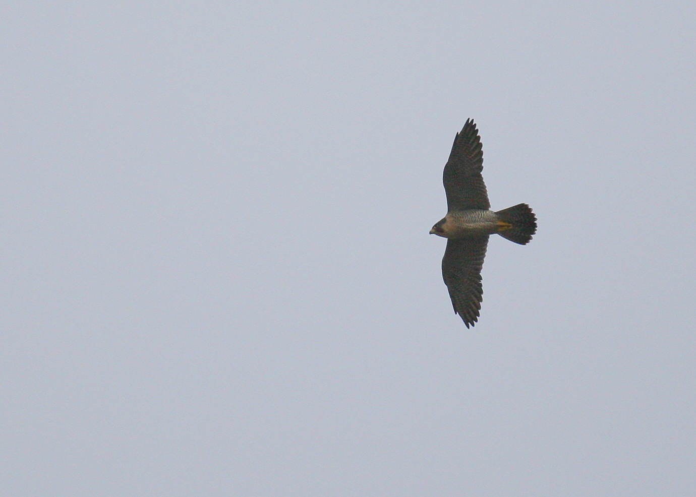 Peregrine in flight mode