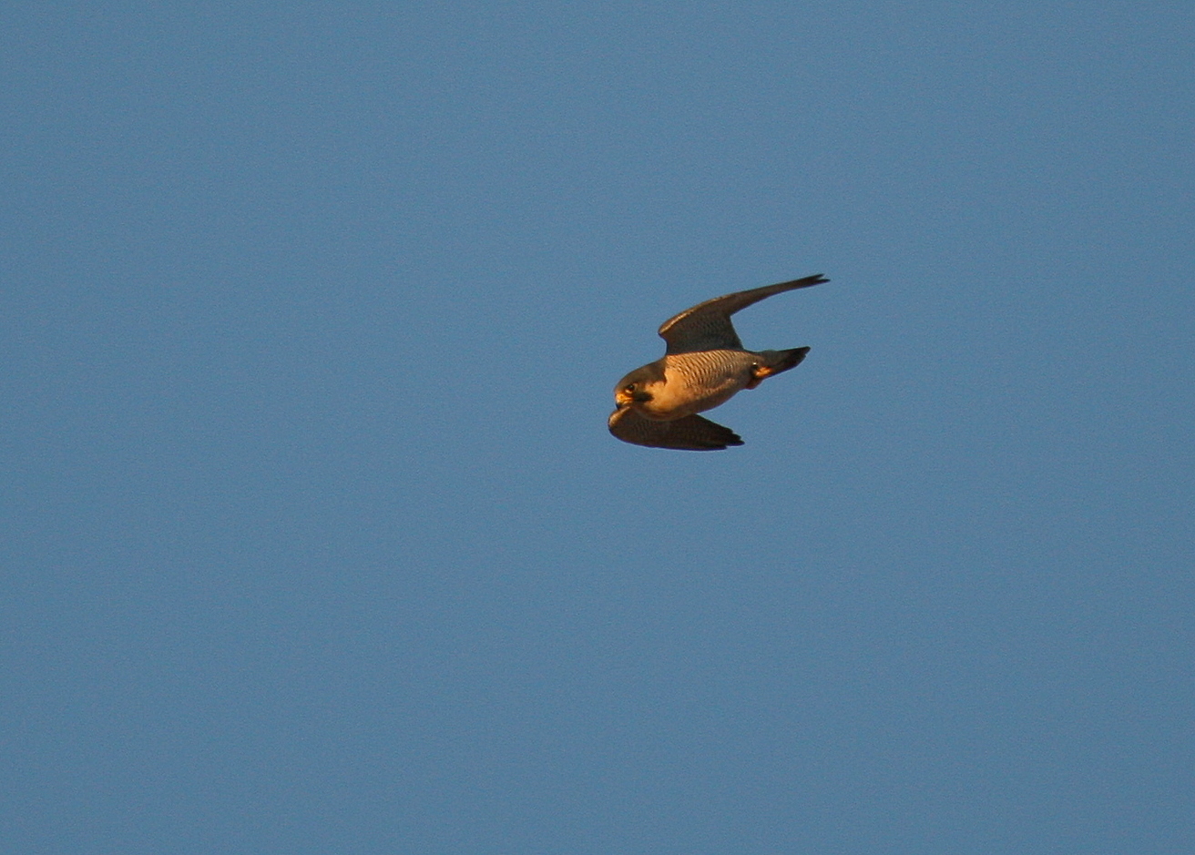 Peregrine in flight mode