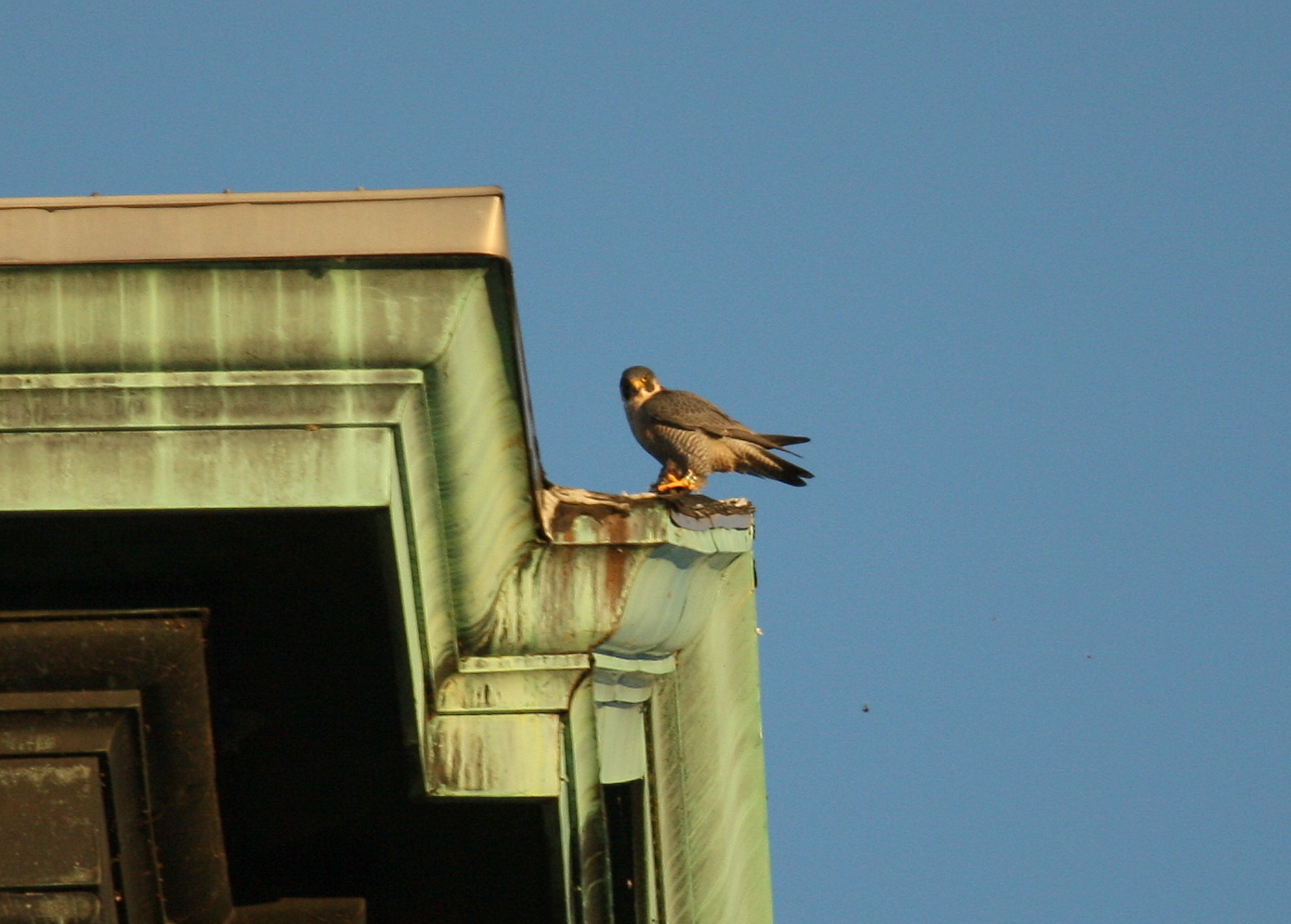 Peregrine with late afternoon snack: SW rooftop