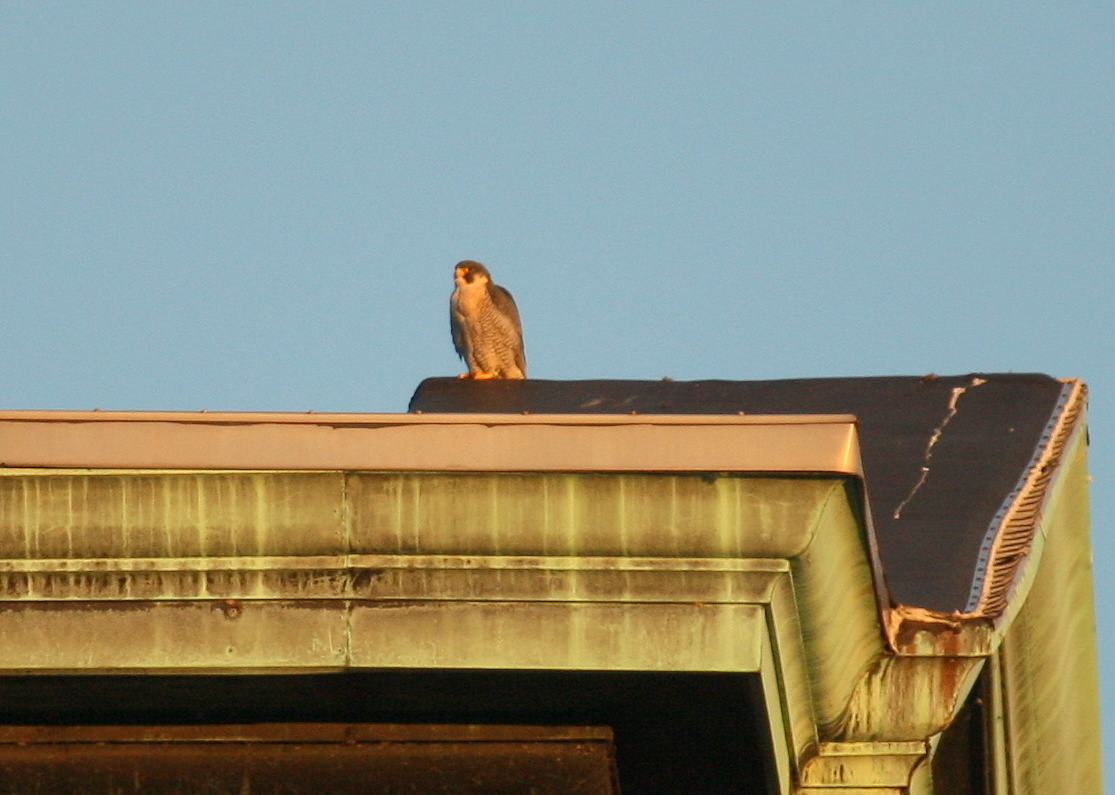 Peregrine with late afternoon snack: SW rooftop