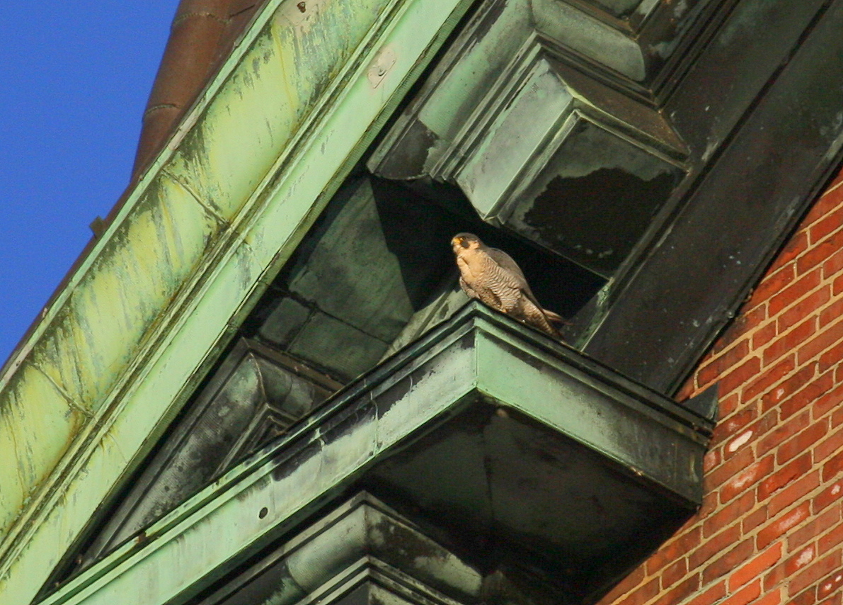 Peregrine on ledge; ledge diag above/to left of west clock face