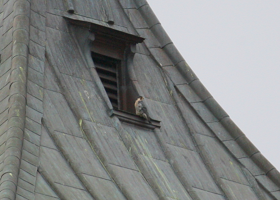 Peregrine: perched north window ledge near top clock tower just below weathervane