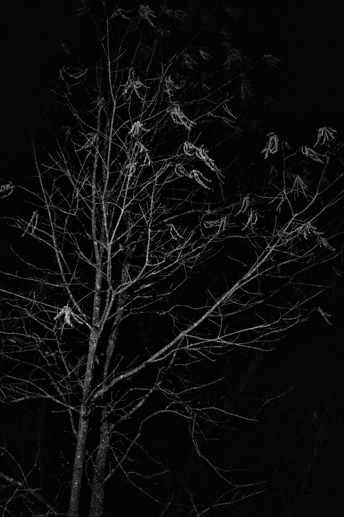 P1010547 Crickets on November 20?