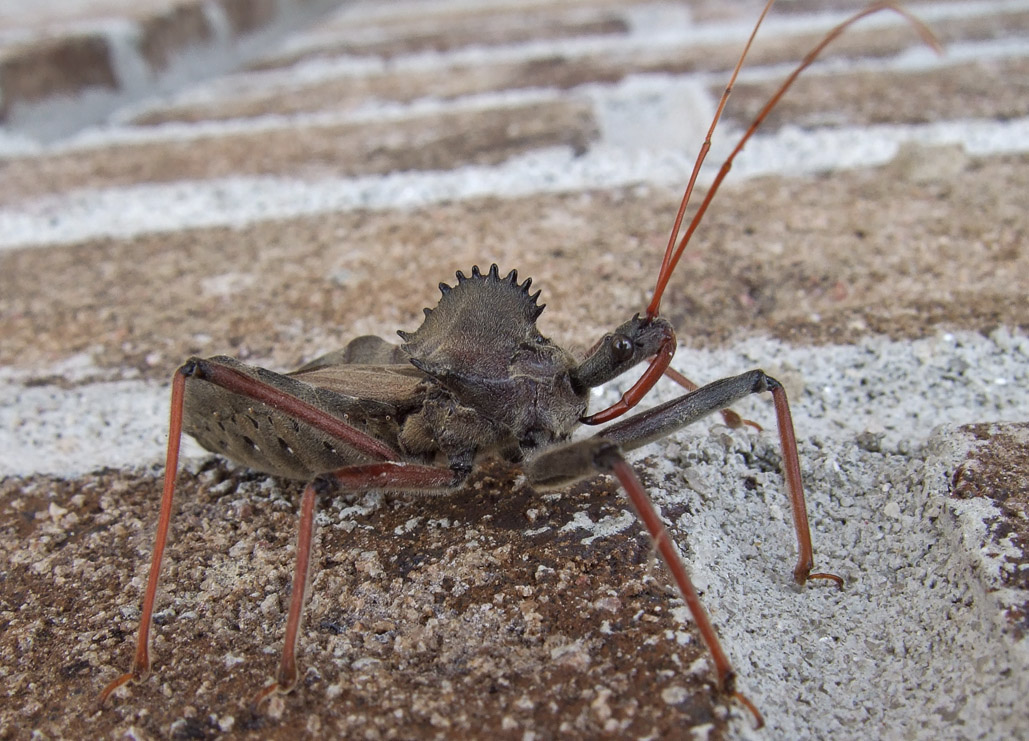 DSCF7976 Wheel Bug - Arilus Cristatus