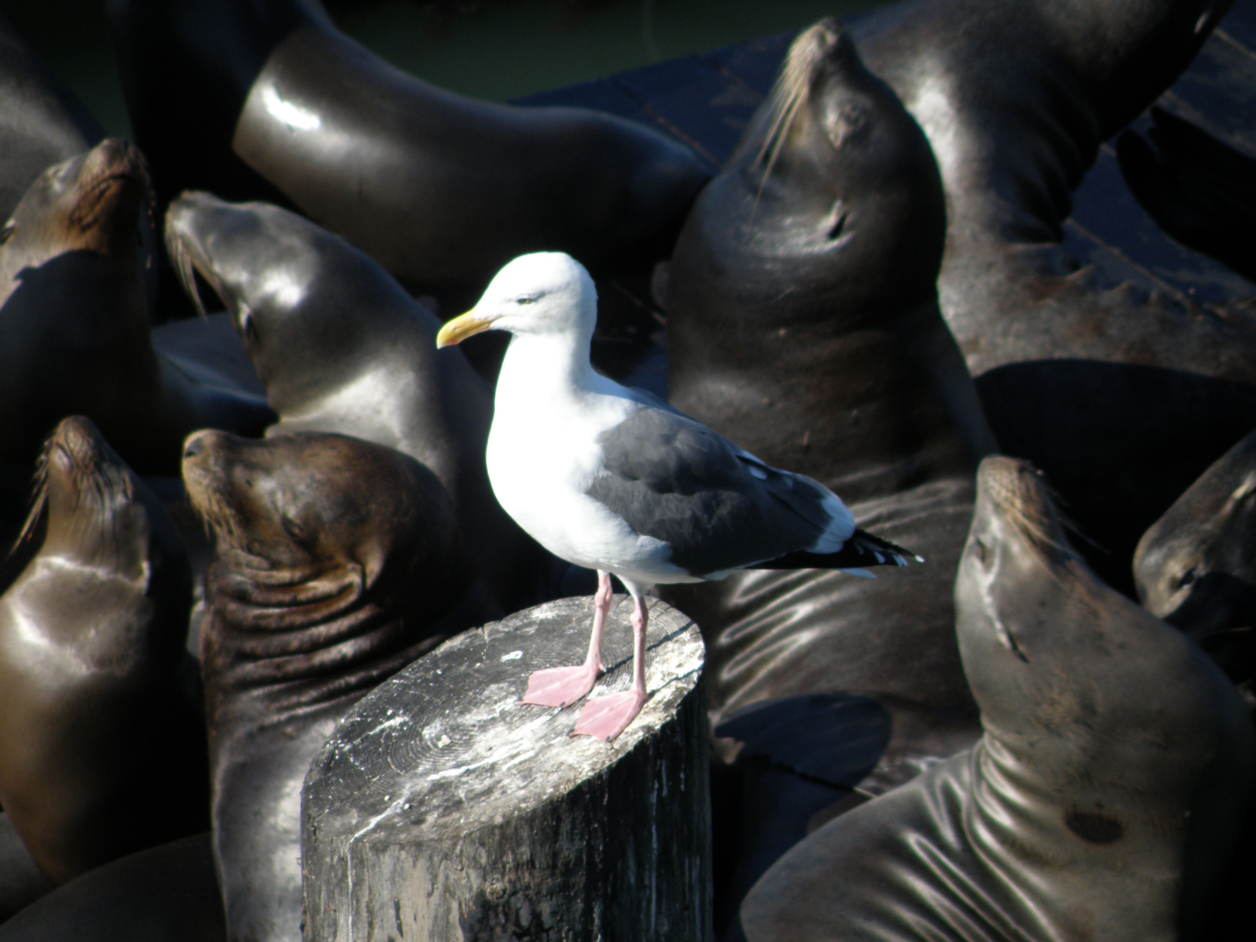 Gull Western SF 10-11 a.JPG