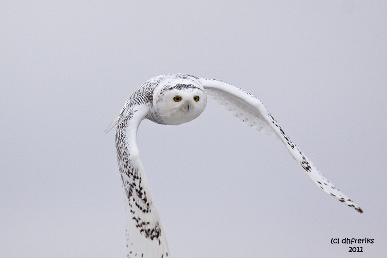 Snowy Owl. Sheboygan, WI