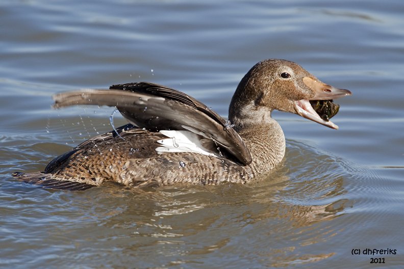 King Eider. Milwaukee, WI