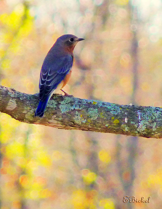 Autumn Bluebird 2011