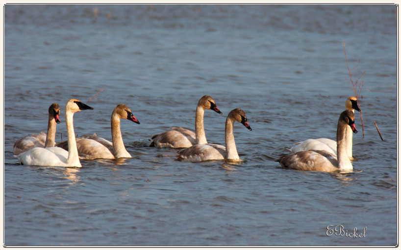 Seven Swans a Swimming