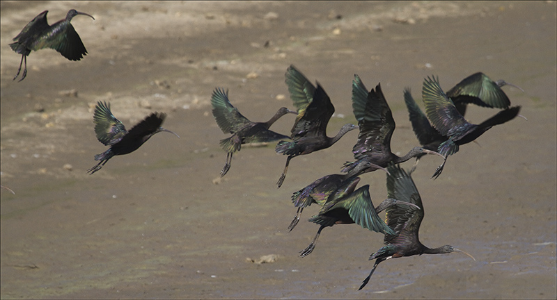 Glossy Ibis.jpg