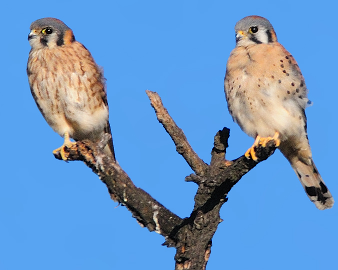 American Kestrels